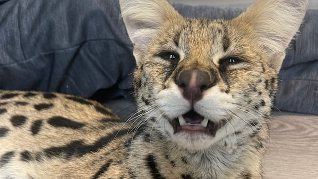 Sanoc owner says that foreign cats require regulation and permission, not complete restrictions Sanoc owner says that foreign cats require regulation and permission, not complete restrictions