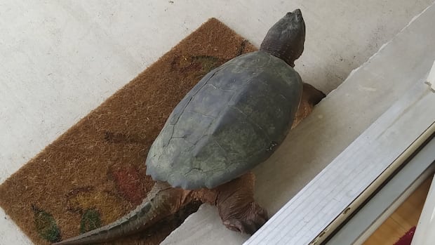 Snaping turtles appear at London Man’s house for annual ride for Temes River Snaping turtles appear at London Man’s house for annual ride for Temes River