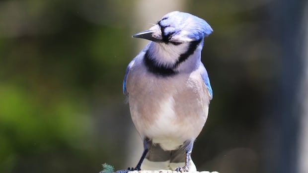 How does wildfire smoke affect birds? This researcher is looking to find out