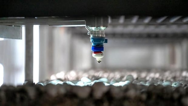 BC mushroom picking robot gets a $ 40 meter boost to fill the growing agricultural labor shortage