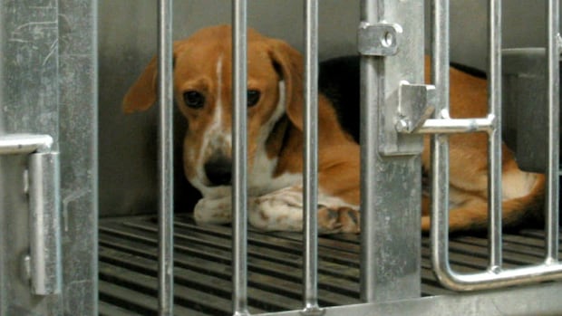 Premier Doug Ford warned Ontario scientists to do medical examination on dogs, ‘I stay before catching you’