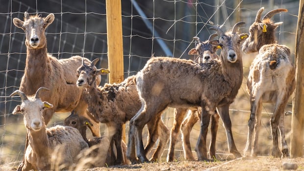 BC First Nations launched drug trials to compete demanding in reducing the population of Byorn Sheep