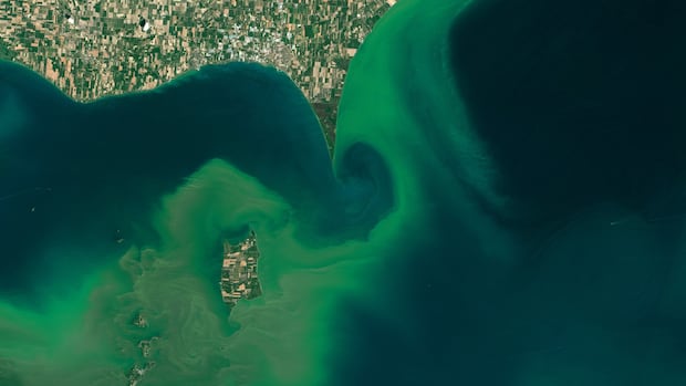 What is thin, green and rich in climate change?