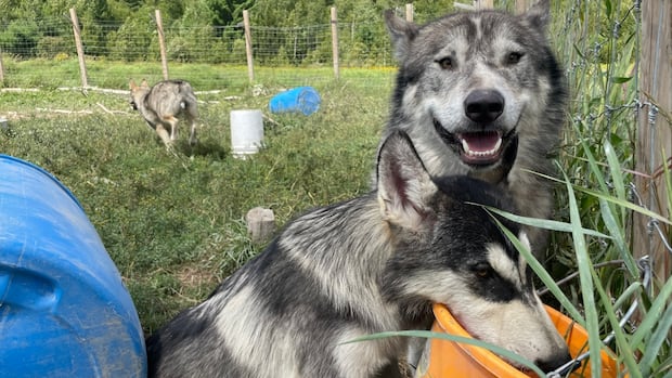 Wahnapitae man urged MNR not to kill his hybrid wolves