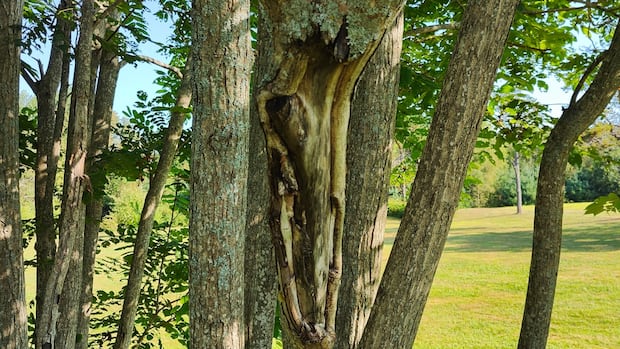 Fourth spreading fungus for endangered butter trees attacking 3 regions of Pei