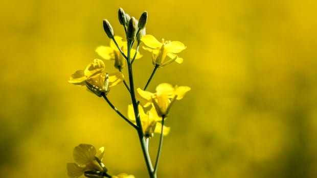 China announced an initial duty on Canadian Canola after anti-dumping investigation