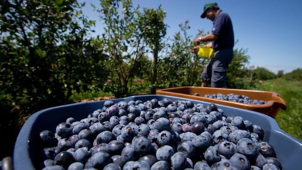 Who controls food supply? The proposed changes for re -use of seeds reopen the debate