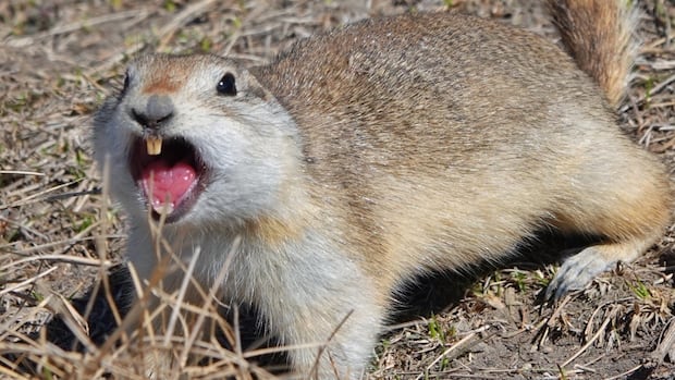 ‘Goff-Pocalips’: Fed-up farmers fight on a large scale Sansk. Rodent population