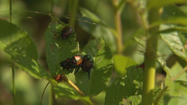 Gardeners, how the growing Japanese beetle population academic on obstacles to the best deal with the population