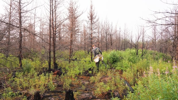 Seeing the forests again after wildfire comes with complex challenges, but there are opportunities in ashes