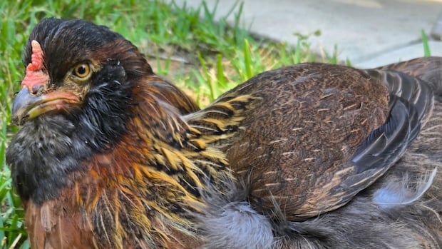 The world’s oldest chicken avoids everything