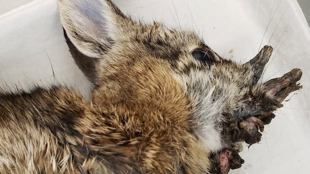 Rabbit with strange horn -like increase in Colorado