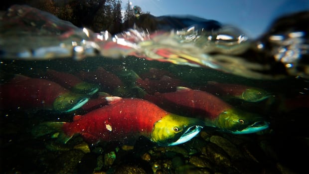 Fraser River Calman returns this year to celebrate a real opportunity, ‘Harvester says