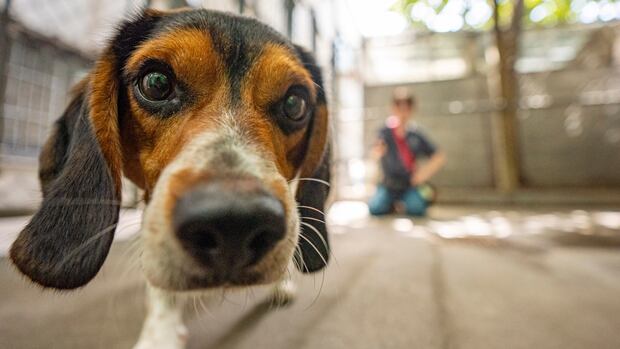 People often make the effects of climate options incorrect – such as a dog owner – study
