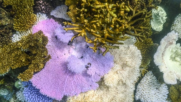 Australia’s Great Barrier Reef 2 sees a sharp decline in coral cover in 2 regions